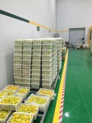 山東3000噸水果保鮮庫安裝造價(jià)預(yù)算多少？