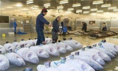 零下60度金槍魚冷庫造價需要多少錢？